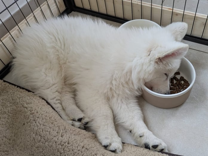 Besuch von Donnerwetter