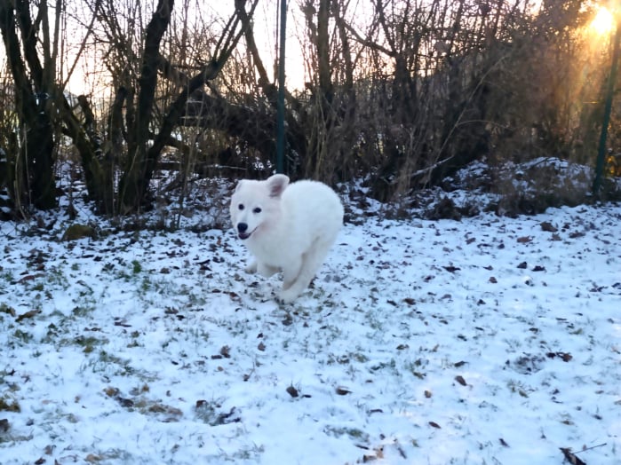 Inui flitzt ins neue Jahr