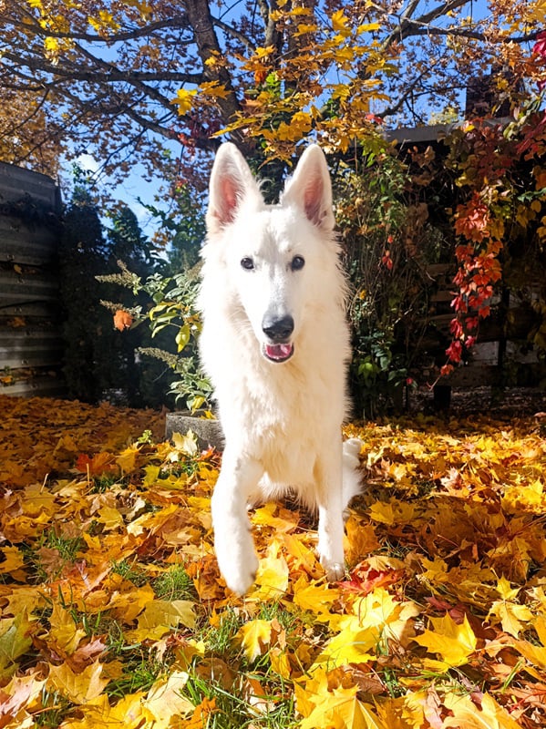 Inui im Herbst-Garten